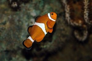581076-nemo.jpg