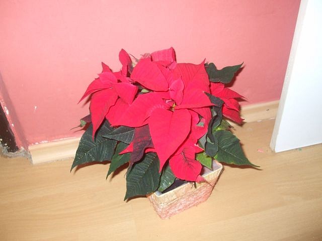 vianočná hviezda