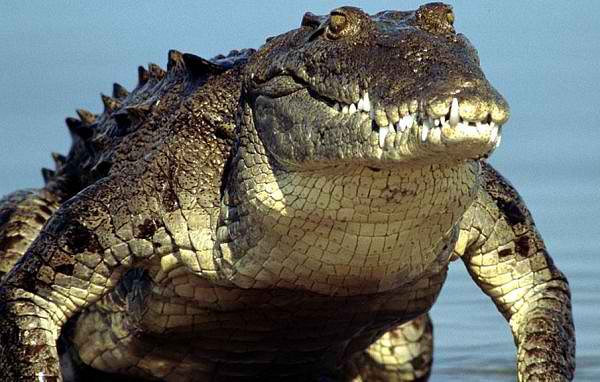 kroko
