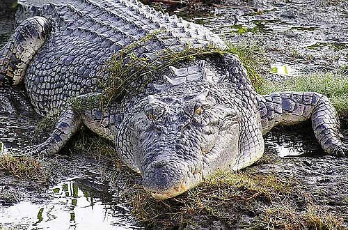 krokodil