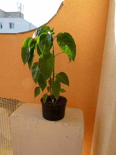 paprika.jpg