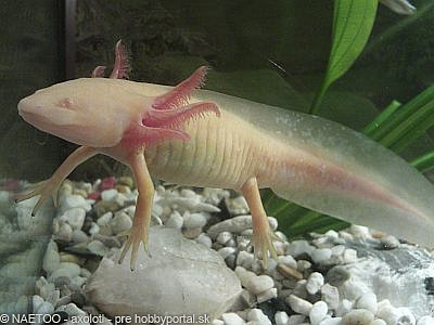 Axolotl