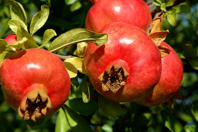 punica-granatum.jpg