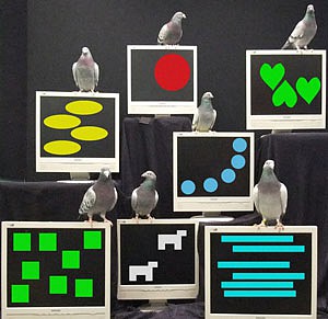 pigeon-2-popup.jpg