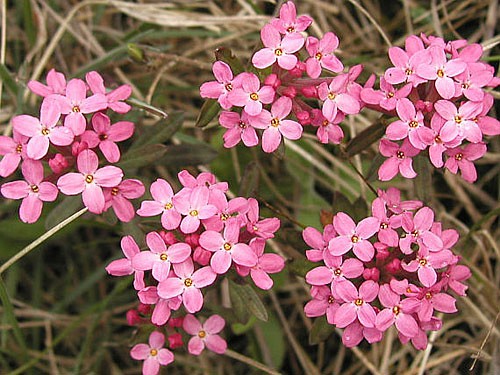 daphne-cneorum.jpg