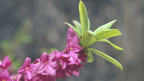 daphne-daphne-mezereum.jpg