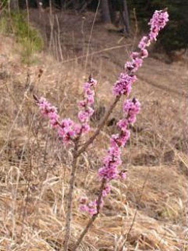 daphne-mezereum.jpg