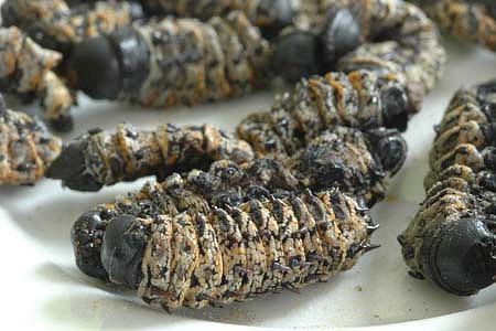 Africká delikatesa mopane