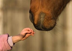 300px-hippotherapy.jpg