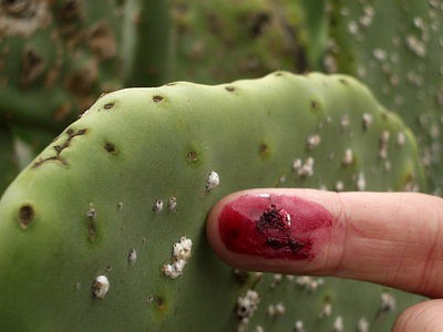 cochineal.jpg
