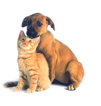 cat-dog.jpg